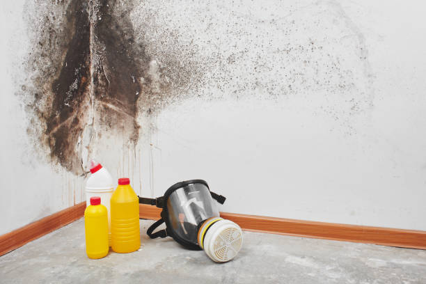 Best Mold Remediation Experts  in Bronson, MI