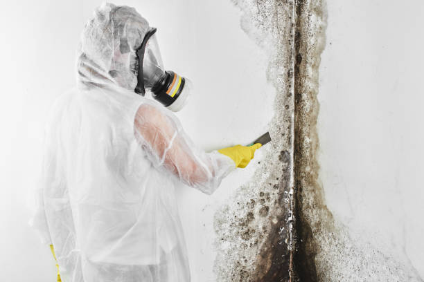 Best Toxic Mold Removal  in Bronson, MI