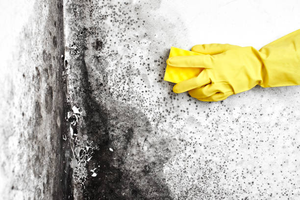 Best Professional Mold Removal  in Bronson, MI