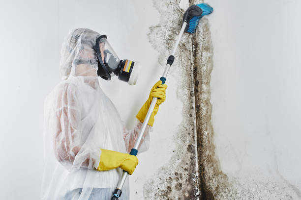 Best Residential Mold Removal  in Bronson, MI