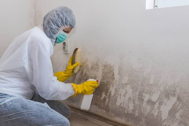 Best Toxic Mold Removal  in Bronson, MI