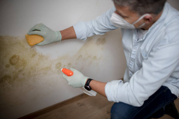 Professional Mold Removal in Bronson, MI