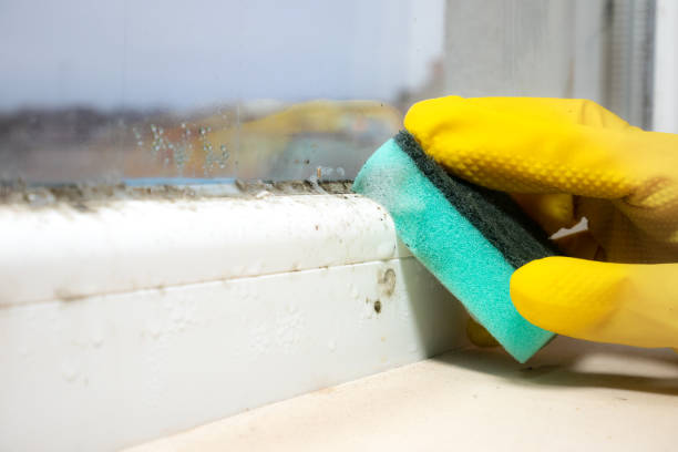 Best Fast Mold Removal  in Bronson, MI