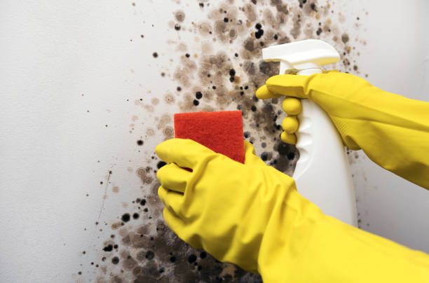 Best Professional Mold Removal  in Bronson, MI