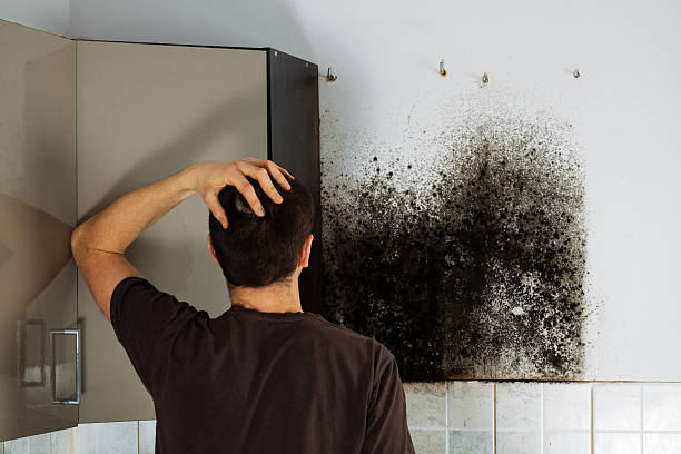 Best Office Mold Removal Services  in Bronson, MI