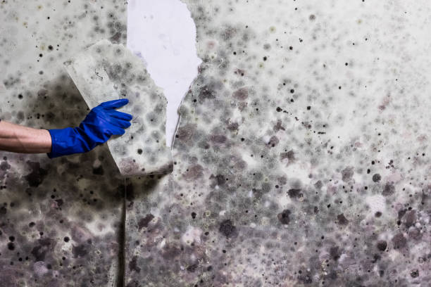 Best Commercial Mold Removal  in Bronson, MI