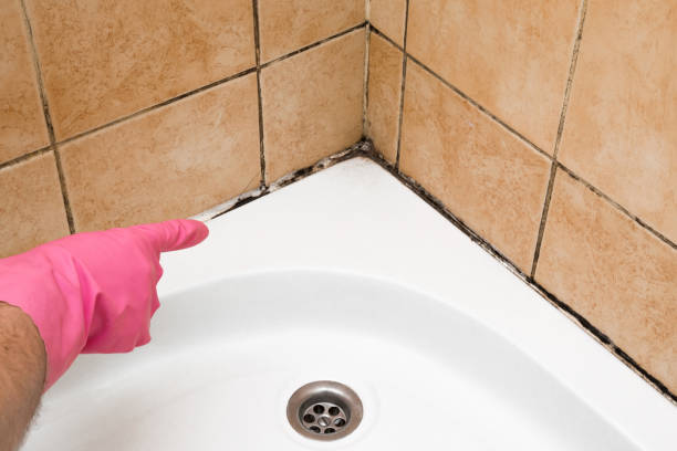 Best Affordable Mold Removal  in Bronson, MI